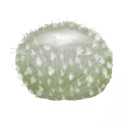 a cactus in an urchin shape