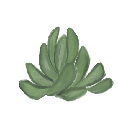 a green succulent