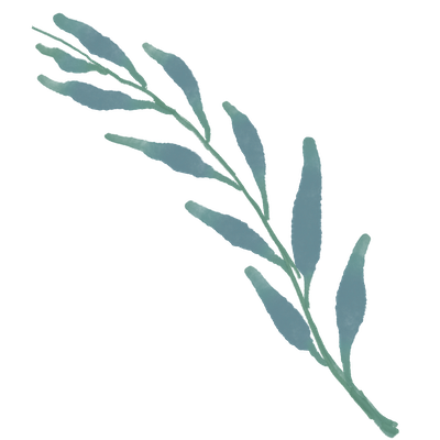 bluish green plant in long frond shape