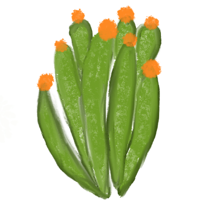 a cactus with orange flowers